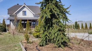 Плакучая ель Инверса | Необычная плакучая ель Инверса в моем саду