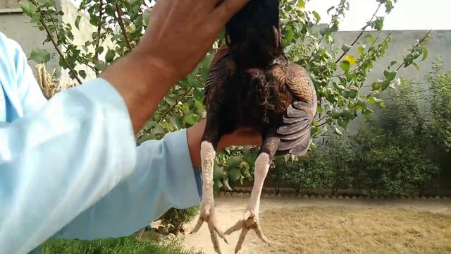 How Can We Confirm That Our Chicken Is Ready For Crossing | Some Signs of Chicken Laying Eggs смотреть онлайн