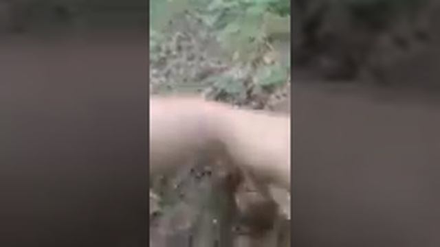 гриб трутовик осенью! смотреть онлайн