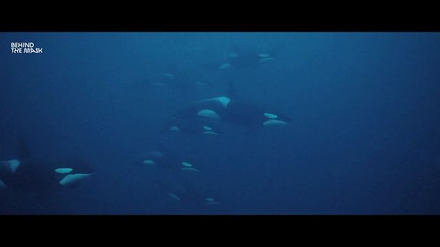 Above & Below Orca Madness Trailer II HD смотреть онлайн