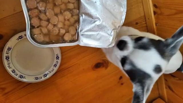 Сочные кусочки с говядиной в желе и собака смотреть онлайн