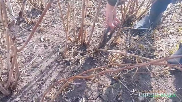 Обрезка малины смотреть онлайн