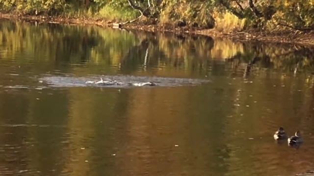 Кряквы 🦆 северные куражатся на трёх соснах 🌲 смотреть онлайн
