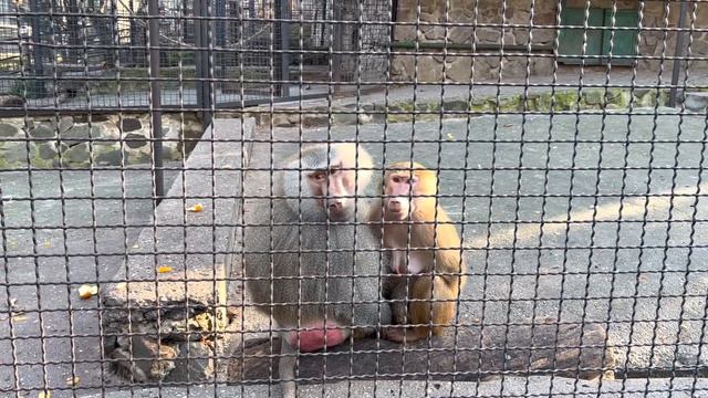 Сказочные родственники гамадрилы, передают ПРИВЕТ для ЛЮСИ!🌴🐒🐒🐒😆 смотреть онлайн