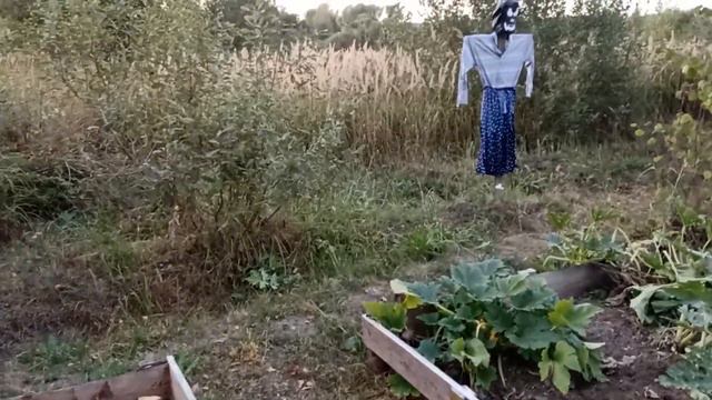 Урожай под угрозой заморозков смотреть онлайн