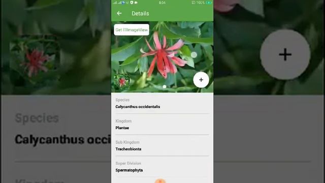PlantSnap identifies a Western Sweetshrub (Calycanthus occidentalis) смотреть онлайн