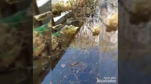 Дренажный насос вихрь дн 900 справился на 100 %.