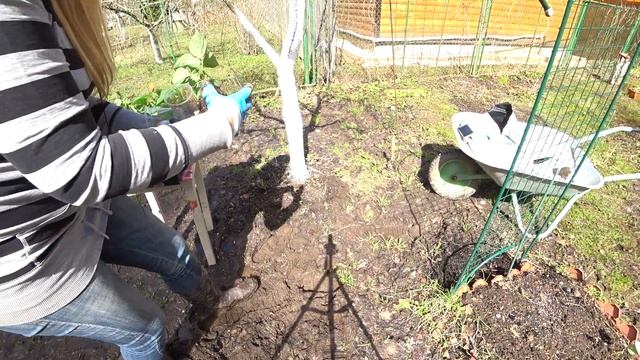 САЛЬВИЯ. САЖАЕМ РАССАДУ САЛЬВИИ НА ДАЧЕ