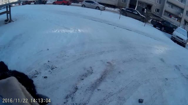 Сердца Павлодара. Кота погрызли собаки. смотреть онлайн