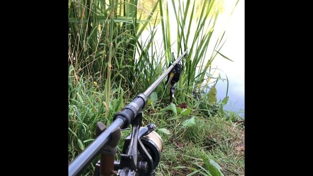 The Most Beautiful Carps And Carp Run A Compilation Of My Fishing Experiences.