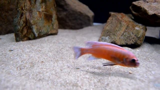 Мбуна - Labeotropheus trewavasae Chilumba смотреть онлайн