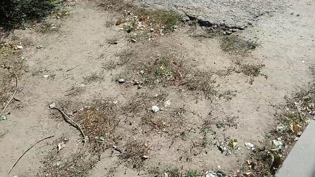 Мопс & Бульдог наслаждаются последними тёплыми днями смотреть онлайн