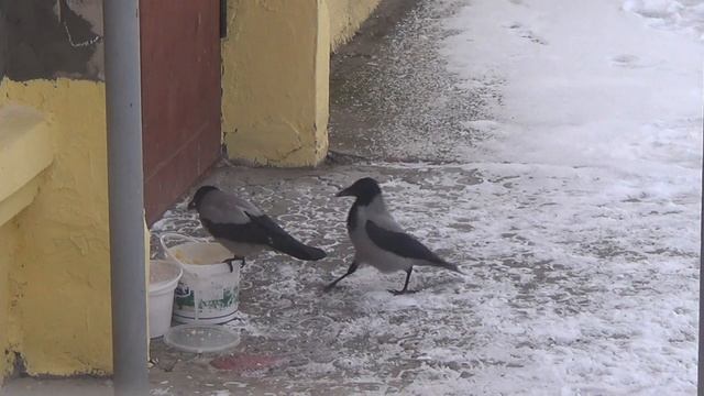 Хитрые вороны.Что едят птицы зимой. смотреть онлайн