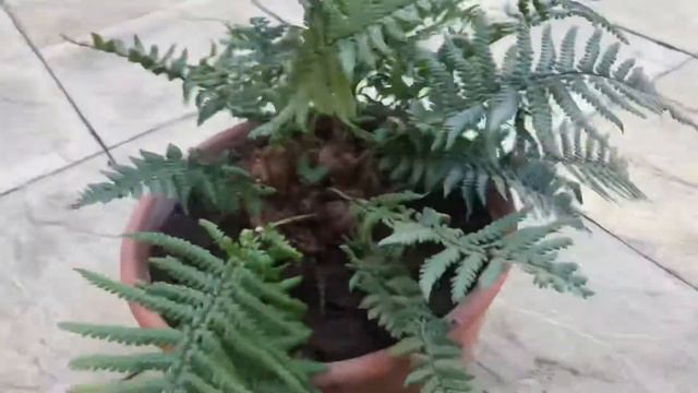 CUTTING BACK FERNS / FERNS PRUNING/ DRYOPTERIS AFFINIS/ How To Prune  Ferns