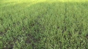 Пивот. Эффективность гербицида в посевах люцерны.