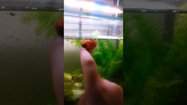 моя ручная рыбка (бойцовская) смотреть онлайн