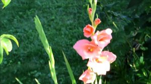 ✿#VEDA 17 Updated flower garden tour hostas,hydrangea,rose of sharon and hibiscus 8/17/2015✿