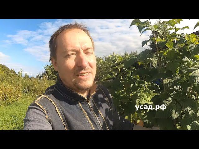 Малиновое дерево - правда или обман маркетологов? смотреть онлайн