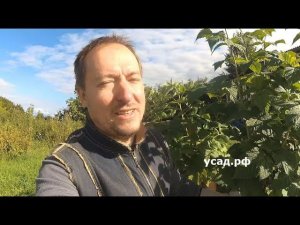 Малиновое дерево - правда или обман маркетологов?