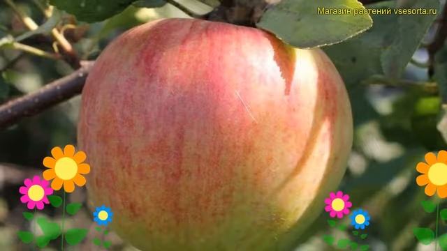 Яблоня. Краткий обзор, описание характеристик, где купить саженцы malus domestica Былина смотреть онлайн