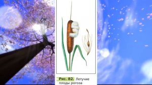 Биология, 6 кл., § 12 "Плод. Разнообразие и значение плодов"