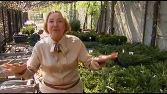 Растения для альпийских горок смотреть онлайн