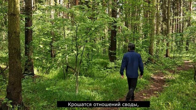 Встреча в лесу смотреть онлайн