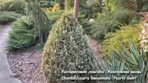 Живые изгороди. Рекомендации главного Агронома. Какие растения лучше для живой изгороди?