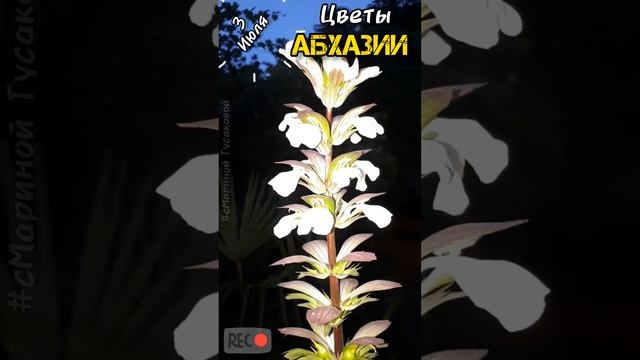 Абхазия #Гагра Парк Отель АМРА. Цветы Абхазии. #Магнолия цветет. Часть 3-я ? 3 июля 2023 ? смотреть онлайн