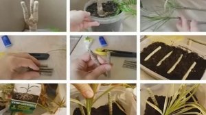 Как размножить драцену/ в домашних условиях