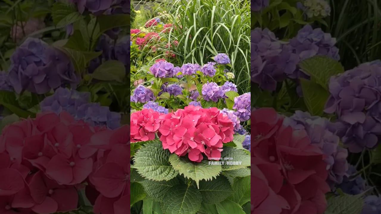 #гортензия#3 августа в нашем саду смотреть онлайн
