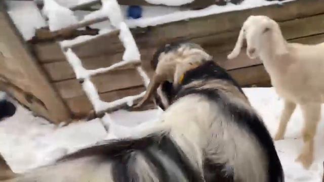 Нубийский козел авито смотреть онлайн