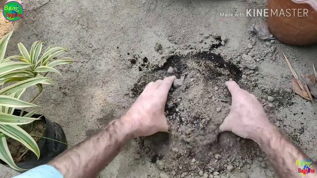 how to grow song of India, dracaena reflexa Plant. The best indoor plants смотреть онлайн