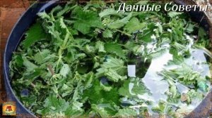 Теперь я всегда с Капустой Подкормите этим Капусту чтобы быть с урожаем каждый год Супер подкормк