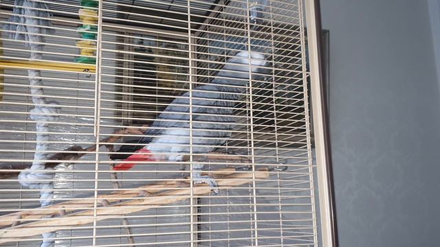 Подготовка к новому году .Жако Кирюша