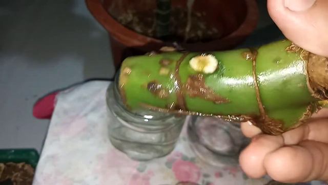 Update sa aglaonema propagation / ang ganda ng resulta😀 смотреть онлайн