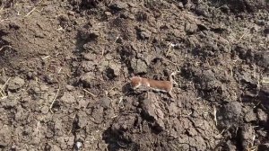 Ласка нападает на курей, выедают курей, утят, развилось очень много