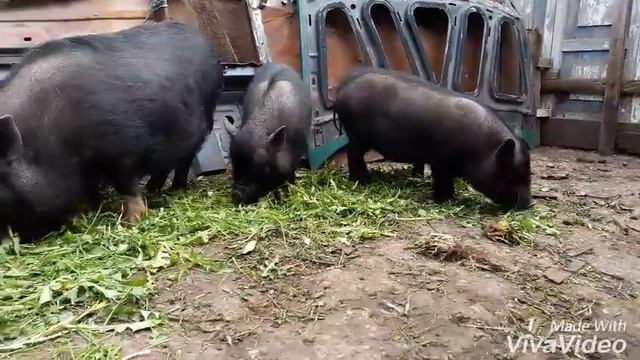 4 Вьетнамский свиноматки и кабан смотреть онлайн