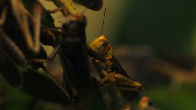 Amazing Insects World In 4K 60fps - 4K With Various Nature & Insects Sounds★16