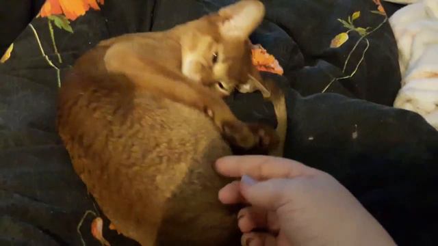 Лея смотреть онлайн