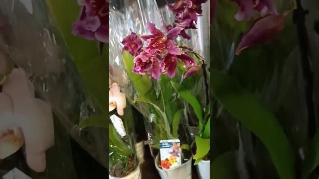 Видеообзор эксклюзивых растений смотреть онлайн