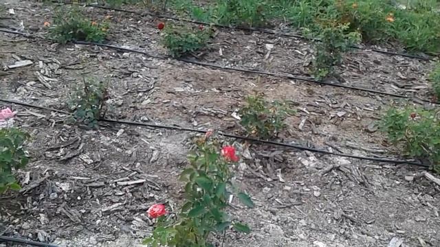 роза гранд аморе, оливия, сангрия, питомник роз полины козловой rozarium.biz смотреть онлайн