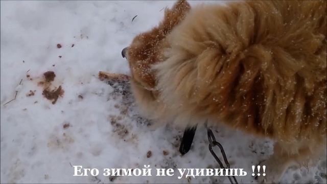 Привет , Зима , проходи , не стесняйся : )) смотреть онлайн