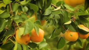 Груша КАРАТАЕВСКАЯ. Один из лучших сортов для выращивания в Сибири