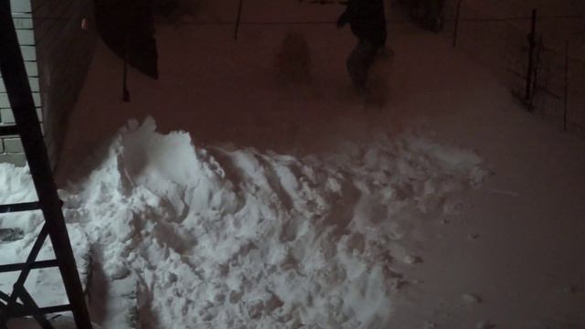 White Swiss shepherd, БШО, БЕлая швейцарская овчарка, с собаками в снегу смотреть онлайн