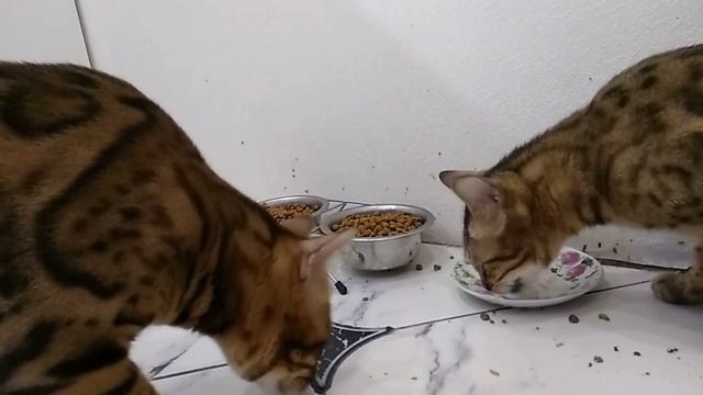 Лучшая ложка это лапа. смотреть онлайн