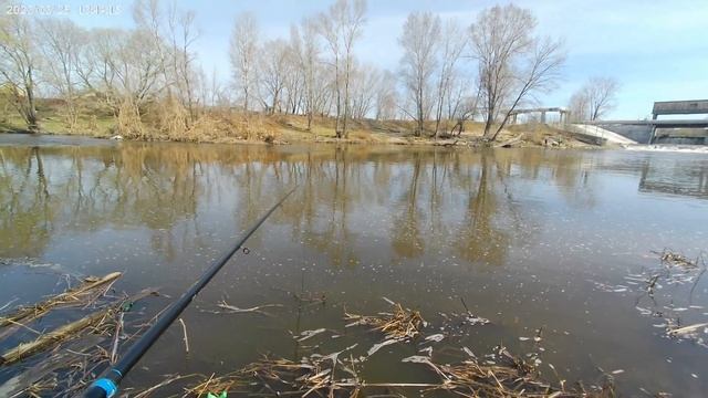 Ловля язей на поплавок весной.