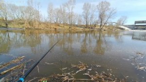 Ловля язей на поплавок весной.