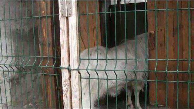 Охота у коз. Покрытие. Свидание Казимира с козоподругой. смотреть онлайн
