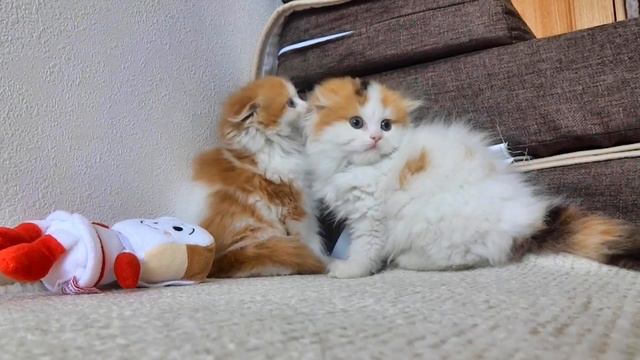 Шотландская вислоухая Милый котенок с круглым лицом　　スコティッシュフォールド、丸い顔の子猫が可愛い 【MARU & MOKA VOL.2】 смотреть онлайн